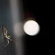 Illustration for article titled Shooting Challenge: Bugs 1